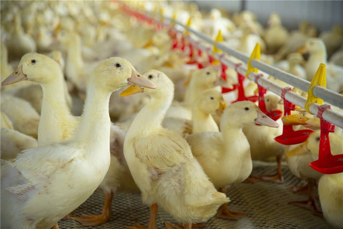 Az intelligens állattenyésztés felhatalmazása RFID technológiával