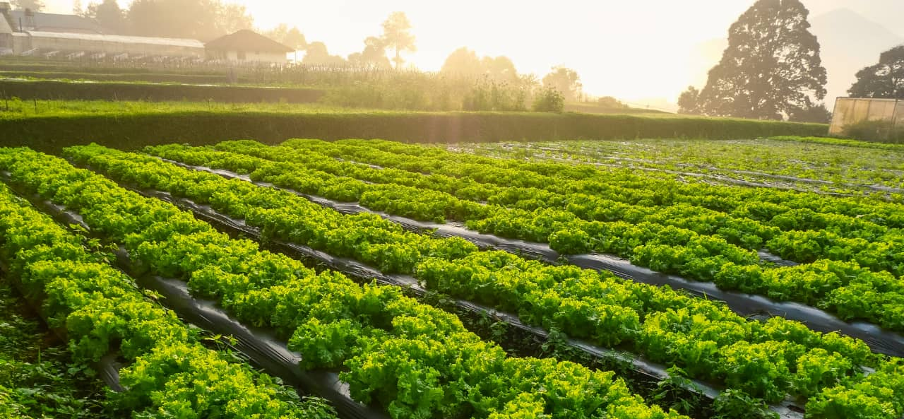 RFID az intelligens gazdálkodásban: az UHF RFID moduloktól a gépek nyomon követéséhez és karbantartásához szükséges matricákig